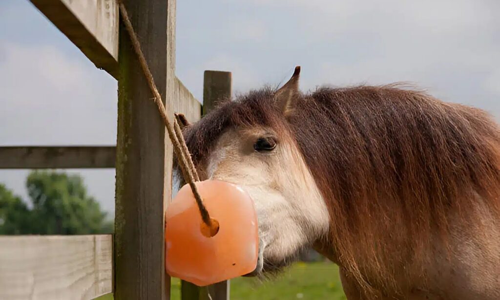 Himalayan salt licks for ruminant animals