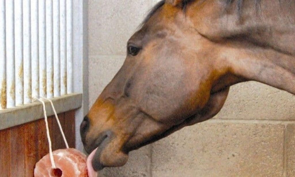 animal mineral licks