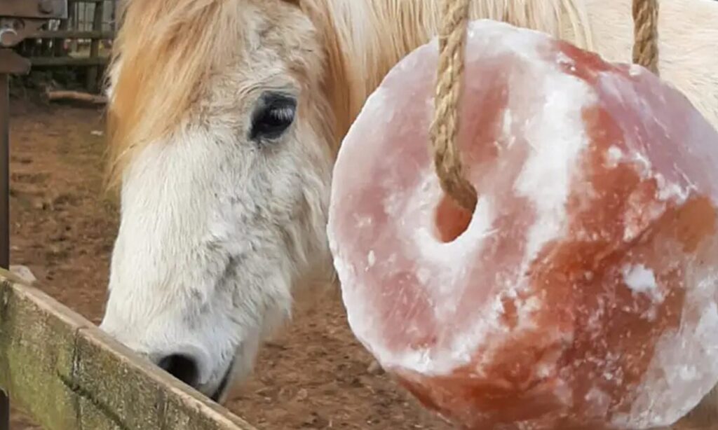 Animal Lick Salt Suppliers in Pakistan